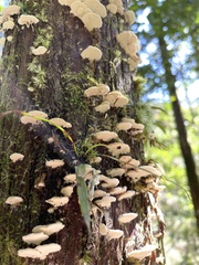 Panellus pusillus