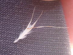 Rytidosperma racemosum