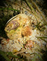 Pinna bicolor