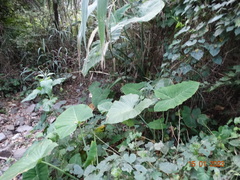 Xanthosoma robustum