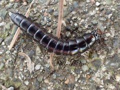 Carabina