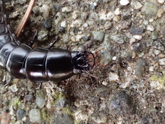 Carabina