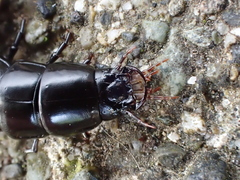 Carabina