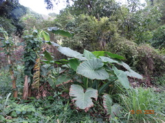 Xanthosoma robustum