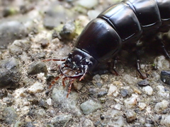Carabina
