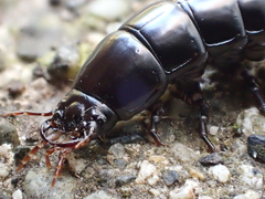 Carabina