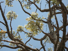 Radermachera xylocarpa