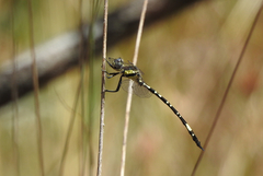 Parasynthemis regina