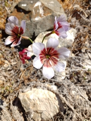 Leucocoryne purpurea