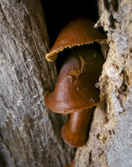 Flammulina velutipes