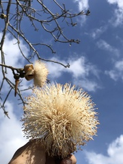 Pseudobombax septenatum