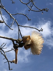 Pseudobombax septenatum