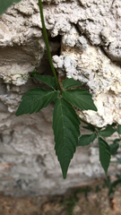 Causonis japonica