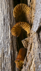 Flammulina velutipes