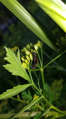 Metriorrhynchus variipennis