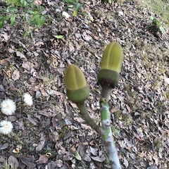 Pseudobombax septenatum