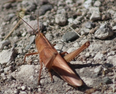 Schistocerca camerata