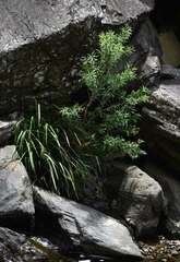 Lomandra hystrix