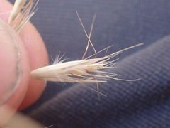 Rytidosperma racemosum