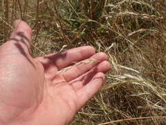 Rytidosperma racemosum