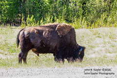 Bison bison athabascae