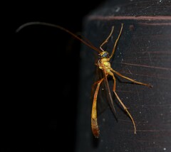 Enicospilus cubensis