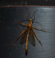 Enicospilus cubensis