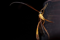 Enicospilus cubensis