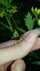 Metriorrhynchus variipennis