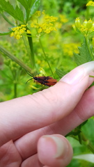 Metriorrhynchus variipennis