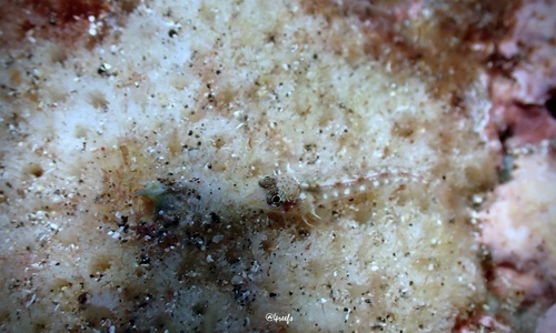 Helcogramma capidata observed 2022-05-26