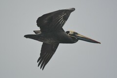 Pelecanus thagus