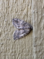 Hydriomena nubilofasciata