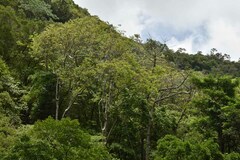 Canarium australianum