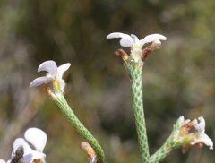 Stylidium preissii