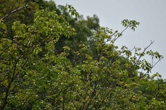 Canarium australianum