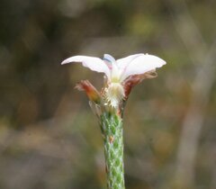 Stylidium preissii