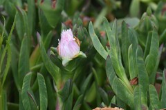 Carpobrotus chilensis