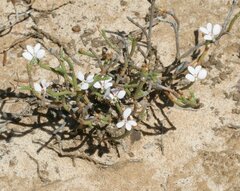 Stylidium preissii