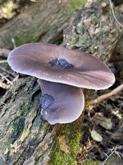 Pleurotus australis