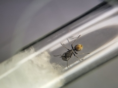 Polyrhachis aurea
