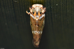 Idioscopus niveosparsus
