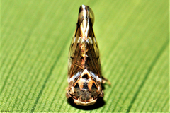 Idioscopus niveosparsus