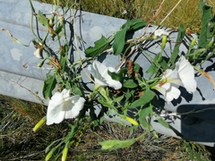 Convolvulus sagittatus