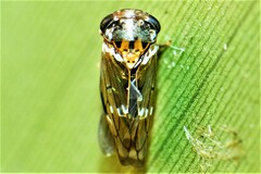 Idioscopus niveosparsus