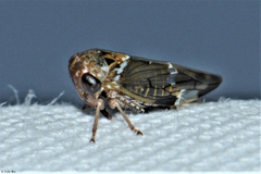 Idioscopus niveosparsus