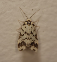 Goniosema anguliscripta
