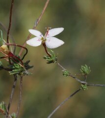 Stylidium repens