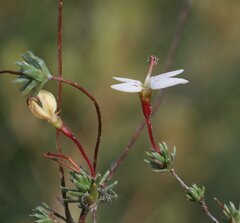 Stylidium repens