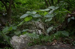 Dendrocnide moroides